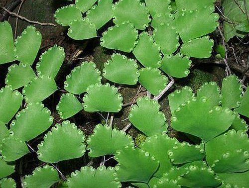 Adiantum cuneatum delta maidenhair fern seeds