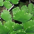 Adiantum cuneatum Cabello de Venus ? Culantrillo semi