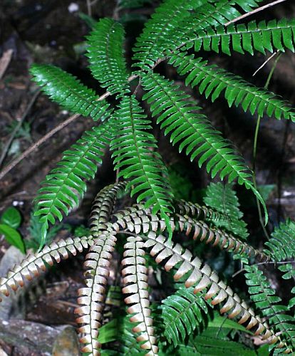 Adiantum tetraphyllum Four-leaved Maidenhair Fern seeds