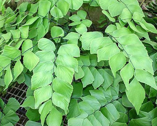 Adiantum trapeziforme giant maidenhair fern - diamond maidenhair fern seeds