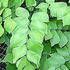 Adiantum trapeziforme Cheveu-de-V?nus g?ant graines