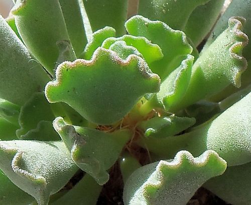 Adromischus cristatus Crinkle Leaf Plant seeds