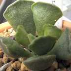 Adromischus cristatus succulento semi