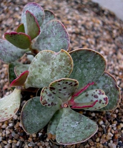 Adromischus inamoenus Crassulaceae seeds