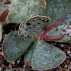 Adromischus inamoenus