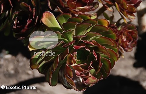 Aeonium arboreum atropurpureum black tree aeonium seeds