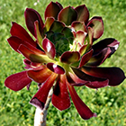 Aeonium arboreum atropurpureum Rosettendickblatt Samen