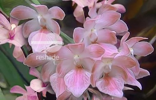 Aerides fieldingii orchids seeds
