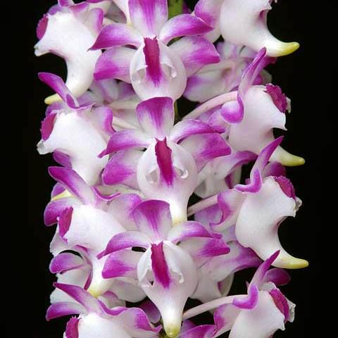 Aerides lawrenceae Lady Lawrence Aerides seeds