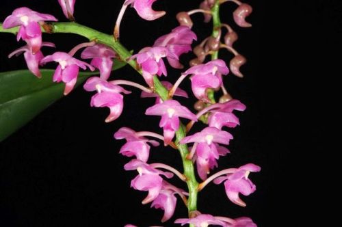 Aerides odorata South Pink cats-tail orchid - fox brush orchid seeds