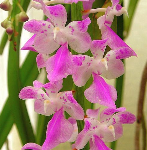 Aerides rosea Orchid rose seeds