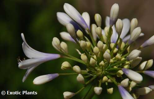 Agapanthus Selma Bock african-lily seeds