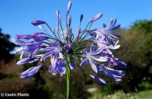 Graines d'Agapanthus africanus
