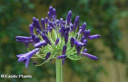 Agapanthus africanus African Lily seeds