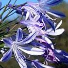 Agapanthus africanus Agapanto semi