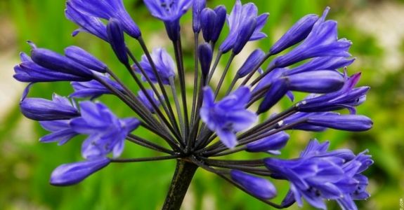 Agapanthus campanulatus bell Agapanthus seeds