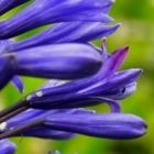 Agapanthus campanulatus Schmucklilie Samen