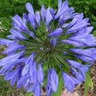 Agapanthus caulescens