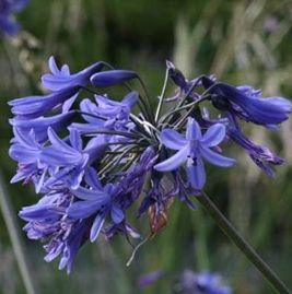 Agapanthus comptonii ssp comptonii Blue Lily - African Lily seeds
