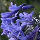 Agapanthus comptonii ssp comptonii Schmucklilie Samen