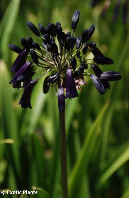 Agapanthus inapertus - lirio africano semillas