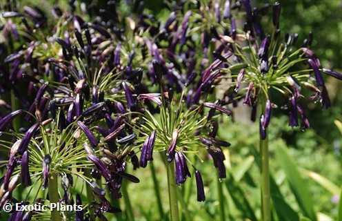 Agapanthus inapertus African Lily seeds