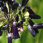 Agapanthus inapertus ﻿Агапантус, Цветок любви cемян