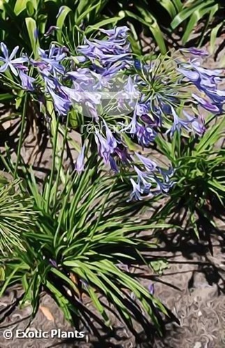 Agapanthus praecox african-lily seeds