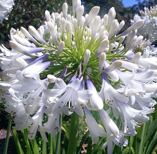 Agapanthus praecox dwarf white white lily seeds