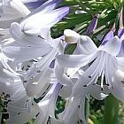 Agapanthus praecox dwarf white  cемян