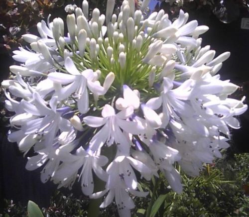 Agapanthus praecox medium white White Lily seeds