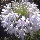 Agapanthus praecox medium white Agapanthe blanc graines