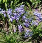 Agapanthus praecox Schmucklilie Samen