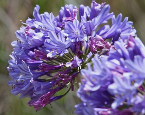 Agapanthus praecox ssp orientalis dwarf blue african Lily seeds