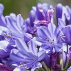 Agapanthus praecox ssp orientalis dwarf blue  semi