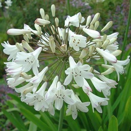 Agapanthus praecox ssp orientalis tall white African lily - common agapanthus - lily of the Nile seeds