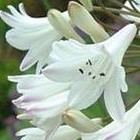 Agapanthus praecox ssp orientalis tall white  semi
