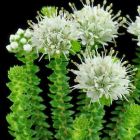 Agathosma apiculata  semillas