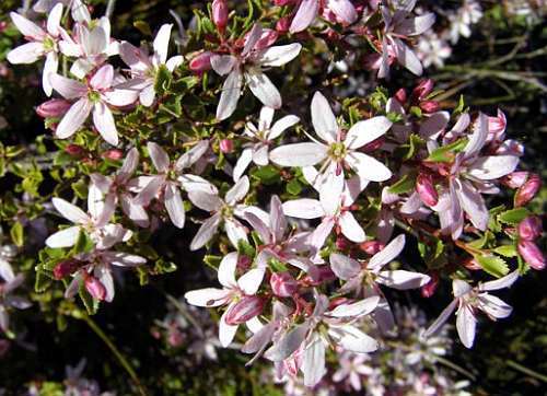 Agathosma betulina buchu seeds