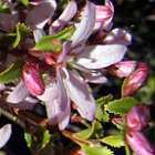 Agathosma betulina Buchu semillas