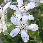 Agathosma gonaquensis Agathosma semillas