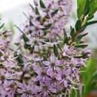 Agathosma ovata  semi