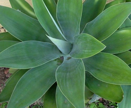 Agave attenuata ssp. attenuata Fox Tail - Lions Tail - Swans Neck seeds