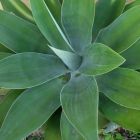 Agave attenuata ssp. attenuata  semi