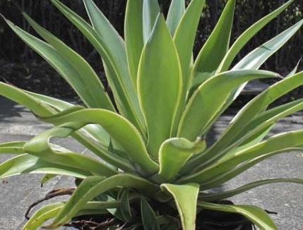 Agave desmettiana Smooth Agave - Dwarf Century Plant seeds