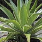 Agave desmettiana syn: Agave desmetiana Samen