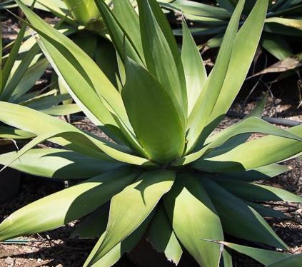 Agave ellemeetiana Ellemeet Agave - Century Plant seeds