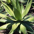 Agave ellemeetiana Ellemeet Agave graines