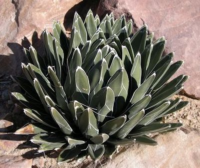 Agave ferdinandi-regis King of the Agaves seeds