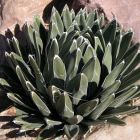 Agave ferdinandi-regis  semillas